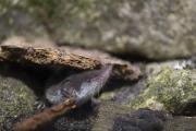 Zębiełek białawy (Crocidura leucodon)
