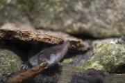 Zębiełek białawy (Crocidura leucodon)