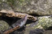 Zębiełek białawy (Crocidura leucodon)