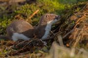 Łasica_Mustella nivalis
