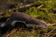 Łasica_Mustella nivalis