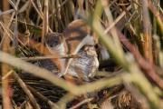 Łasica_Mustella nivalis