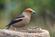 Grubodziób Coccothraustes coccothraustes