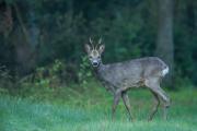 Sarna (Capreolus)_RBM7399