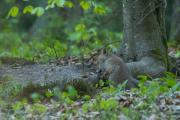 Młode liski, lis (Vulpes vulpes)