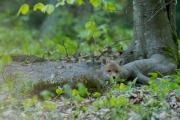 Młode liski, lis (Vulpes vulpes)