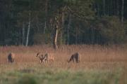 Jelenie szlachetne (Cervus elaphus)