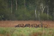 Jelenie szlachetne (Cervus elaphus)
