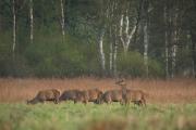Jelenie szlachetne (Cervus elaphus)