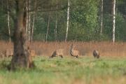 Jelenie szlachetne (Cervus elaphus)