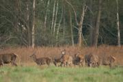 Jelenie szlachetne (Cervus elaphus)