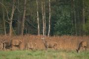 Jelenie szlachetne (Cervus elaphus)