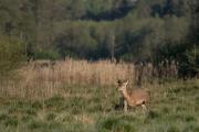 Jeleń szlachetny (Cervus elaphus)