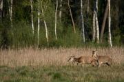 Jeleń szlachetny (Cervus elaphus)