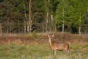 Jeleń szlachetny (Cervus elaphus)