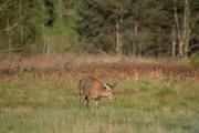 Jeleń szlachetny (Cervus elaphus)