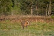 Jeleń szlachetny (Cervus elaphus)