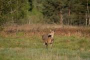 Jeleń szlachetny (Cervus elaphus)