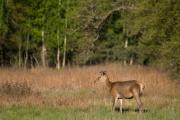 Jeleń szlachetny (Cervus elaphus)
