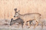 Sarna europejska (Capreolus capreolus)