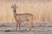Sarna europejska (Capreolus capreolus)