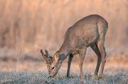 Sarna europejska (Capreolus capreolus)