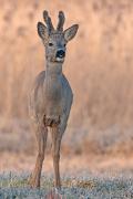 Sarna europejska (Capreolus capreolus)