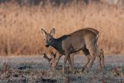 Sarna europejska (Capreolus capreolus)