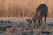 Sarna europejska (Capreolus capreolus)