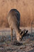 Sarna europejska (Capreolus capreolus)