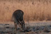 Sarna europejska (Capreolus capreolus)