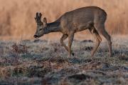 Sarna europejska (Capreolus capreolus)