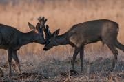 Sarna europejska (Capreolus capreolus)