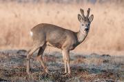 Sarna europejska (Capreolus capreolus)