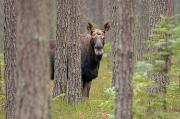 Łoś euroazjatycki (Alces alces)