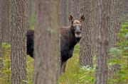 Łoś euroazjatycki (Alces alces)