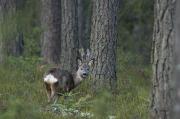 Sarna europejska (Capreolus capreolus)