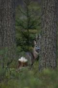 Sarna europejska (Capreolus capreolus)