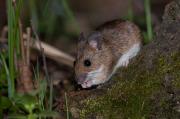 Myszarka leśna, mysz leśna (Apodemus flavicollis)