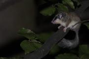 Koszatka (Dryomys)