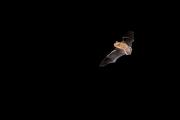 Karlik malutki (Pipistrellus pipistrellus)