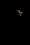 Karlik malutki (Pipistrellus pipistrellus)