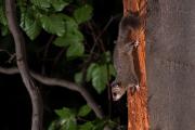 Popielica szara (Glis glis)