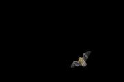 Karlik malutki (Pipistrellus pipistrellus)