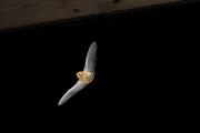 Karlik malutki (Pipistrellus pipistrellus)