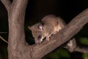 Popielica szara (Glis glis)