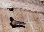 Karlik malutki (Pipistrellus pipistrellus)