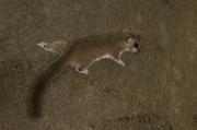 Popielica szara (Glis glis)