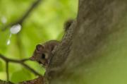 Popielica szara (Glis glis)