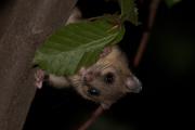 Popielica szara (Glis glis)